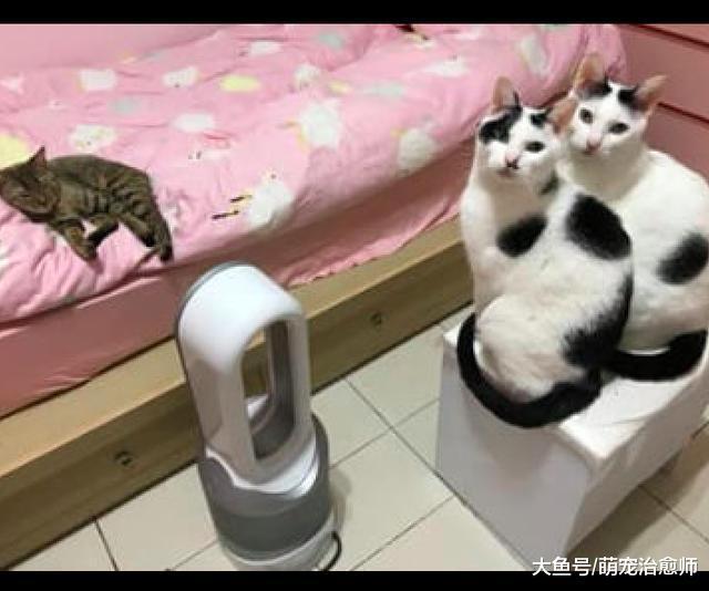 主人开了暖风机后，三只猫咪是不同的反应，谁是老大一目了然呀！