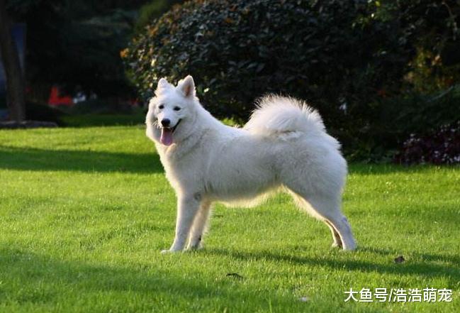 5種對主人不忠心的狗狗，偷狗賊最喜歡偷它們，一個雞腿就能牽走