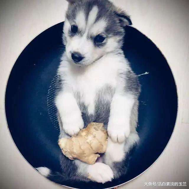 因小二哈太淘了，主人要炖了它，结果狗妈妈的行为让主人笑喷了