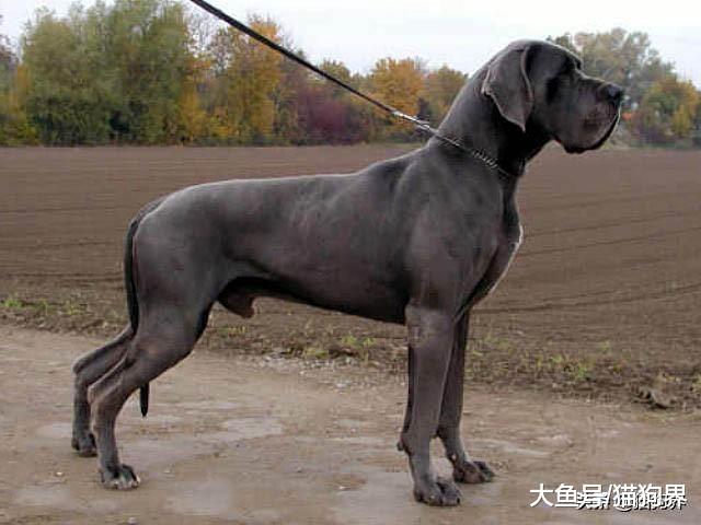 宠物界的五大巨型犬，你认为谁是老大？