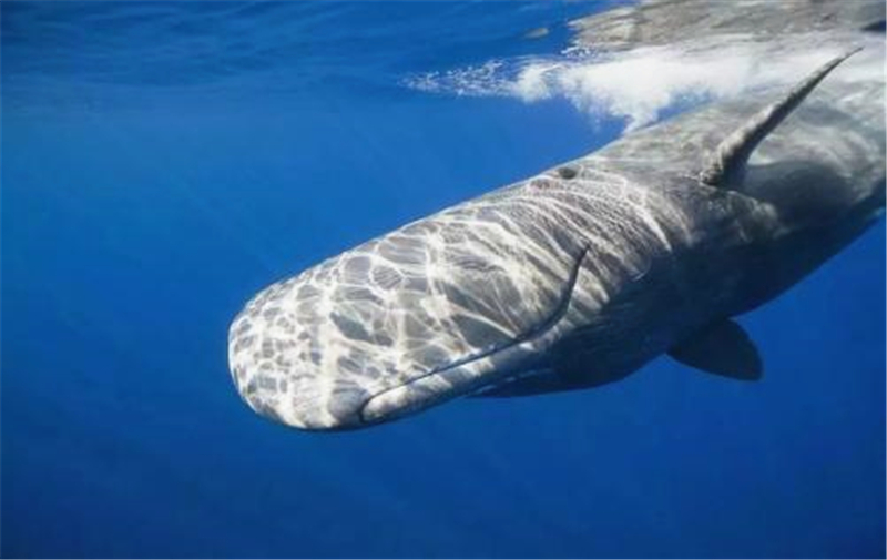 盘点三种动物的特殊便便，第一特受欢迎，第三的价值堪比黄金