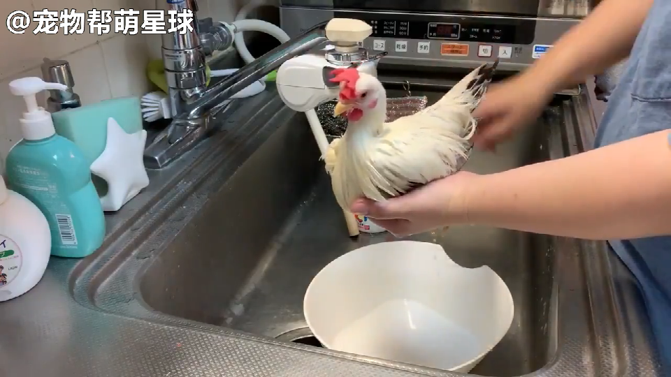 在厨房水槽给宠物鸡洗澡，引30万网友围观，总感觉下一秒就会吃掉