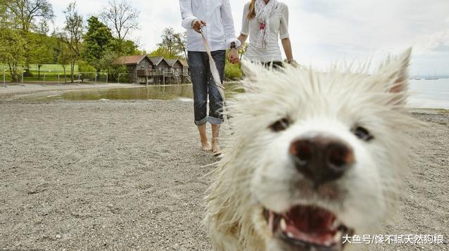 萨摩耶犬有这6大缺点，饲养前请三思