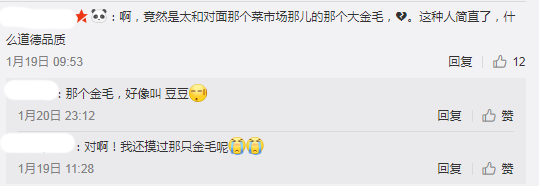 大金毛被偷三天不吃不喝，可它绝食抗议后果却是...