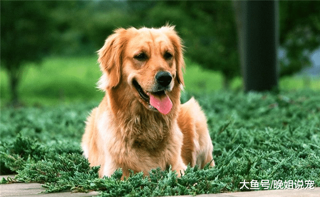 狗狗喜欢舔你是为什么? 意思有5个, 你不要理解错了