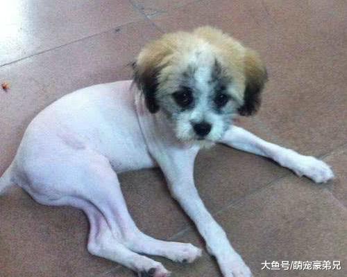 从宠物店出来之后，小女孩抱着自家宠物痛哭，得知原因后使我笑泪