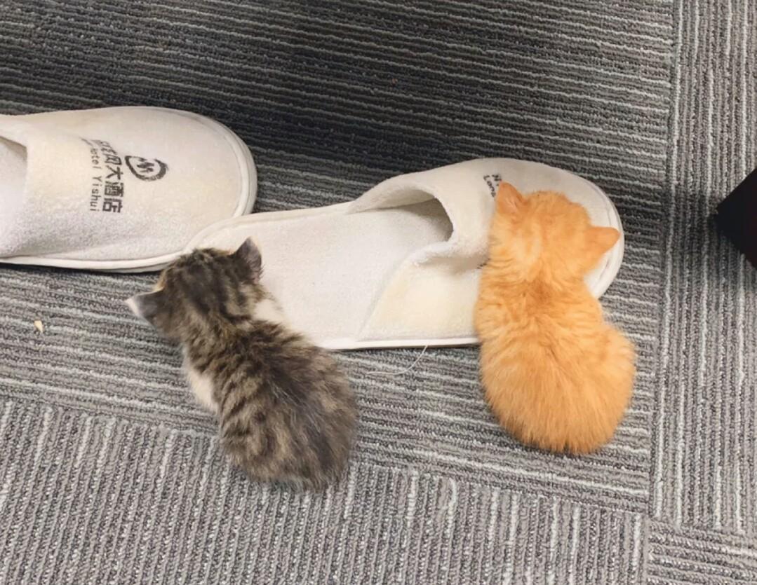 奶猫偷吃小鱼干，铲屎官心疼不阻止，小鱼干卡的猫咪翻白眼