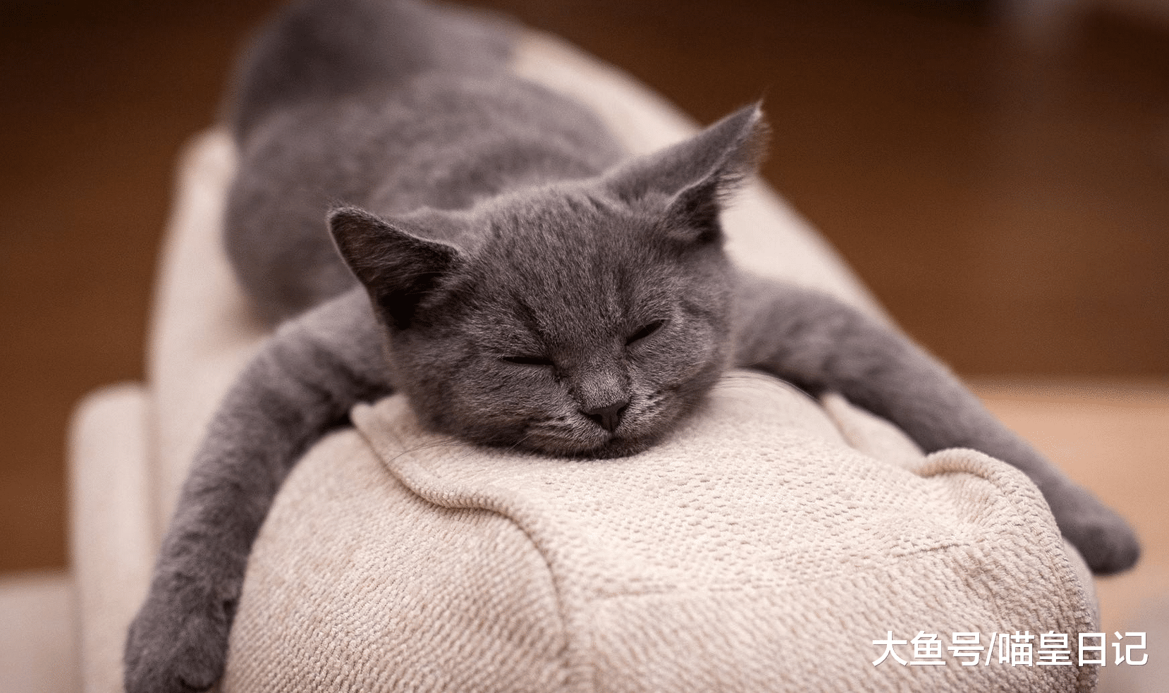 你知道你家的喵星人都討厭什么嗎？網友：討厭和自己爭寵的東西！