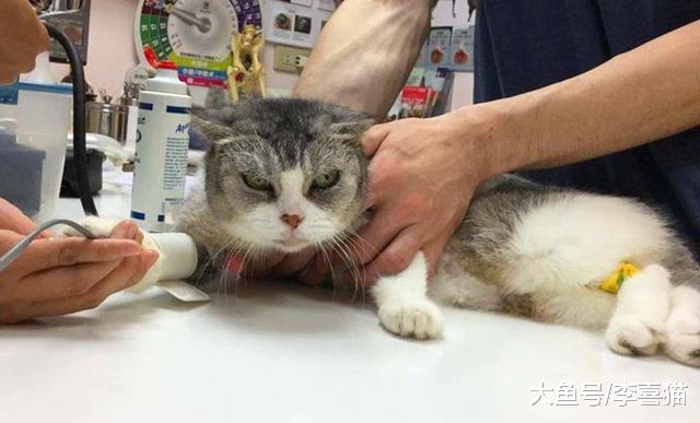 猫咪脂肪肝并非胖猫专属，瘦猫挨饿也会患病，预防需注意这三点！