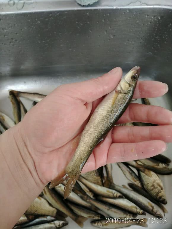 石缝里能长出鱼来？几十年前的采石坑，竟生活许多“怪鱼”