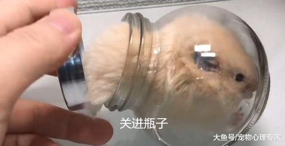 日本某网红将仓鼠关进瓶子，并上传视频：这还有人性吗？