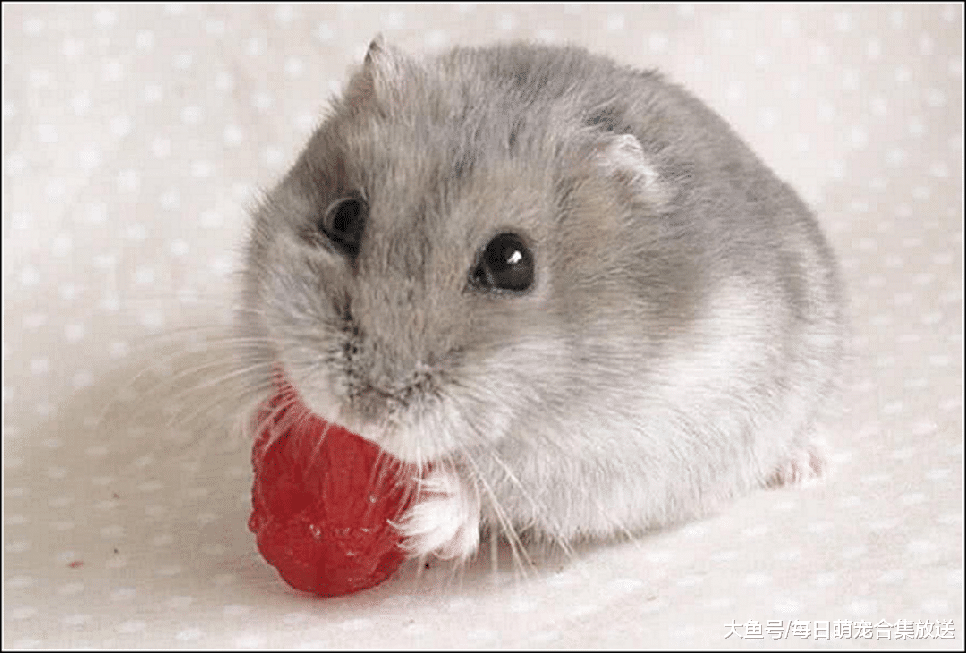 仓鼠正在吃东西，主人朝它打了个喷嚏，随后一幕瞬间萌翻了