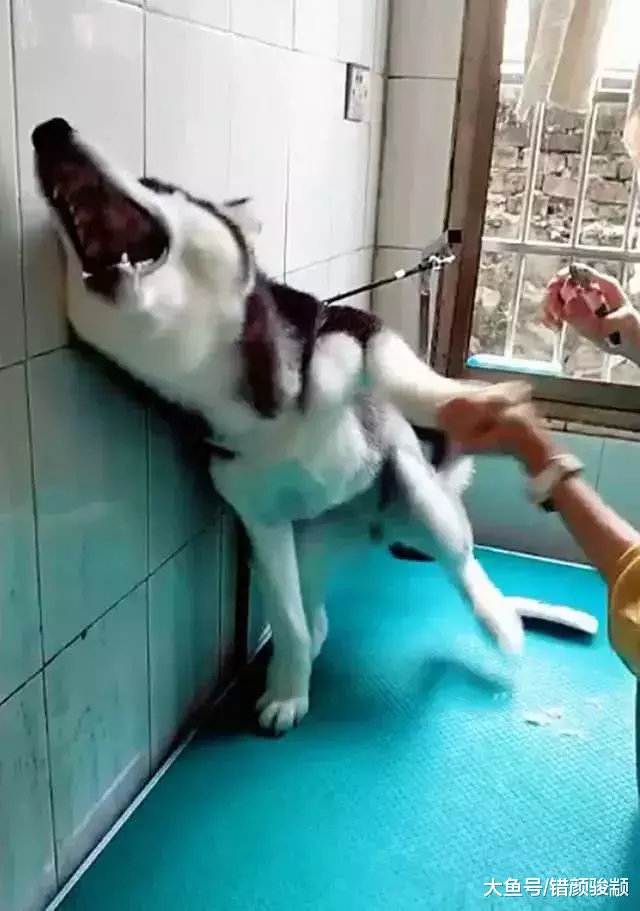 主人给二哈剪指甲，二哈误以为打针，吓得戏精附体仰头嚎叫……