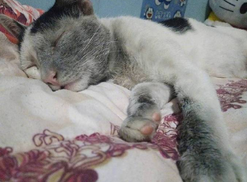 猫咪贪玩出走, 几天后回来主人一看顿时傻眼了: 你去拯救世界啦?