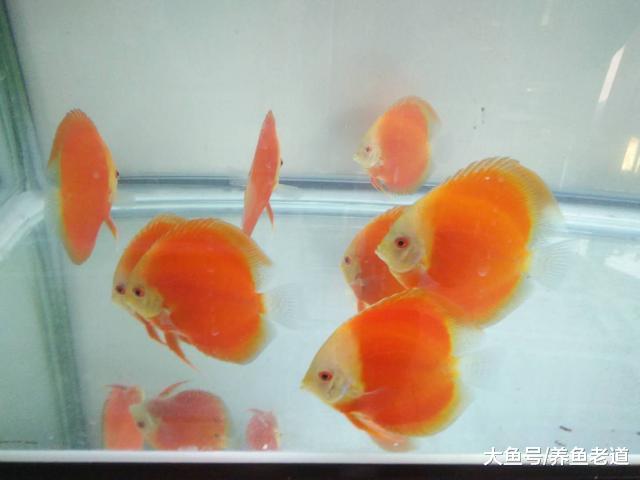 鱼缸过滤的重点到底在哪里, 新鱼友们要学会基本功!