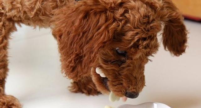 给狗子太多零食的三个坏处，我都知道可我没法拒绝你啊