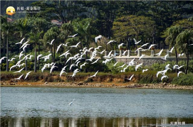 一周劲销100栋！这个大宅为何雄霸广州？