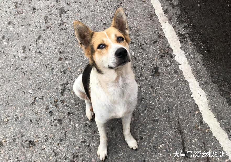 菜市场的流浪狗，赖上卖炸鸡的阿姨，只因她喂了自己一块肉