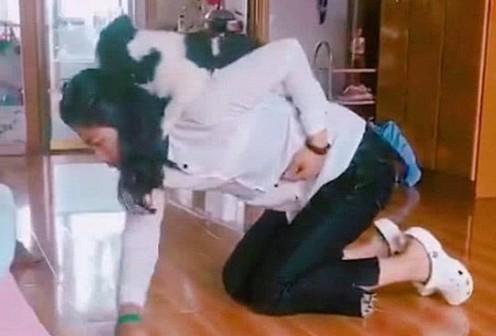 主人在认真铲狗屎，小西施一跃而起站背上抱住脖子，跟谁学的？