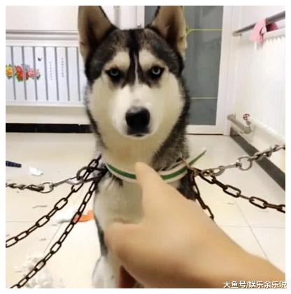 二哈拆家不止悔改，男子无奈想出这招，二哈顿时傻眼了