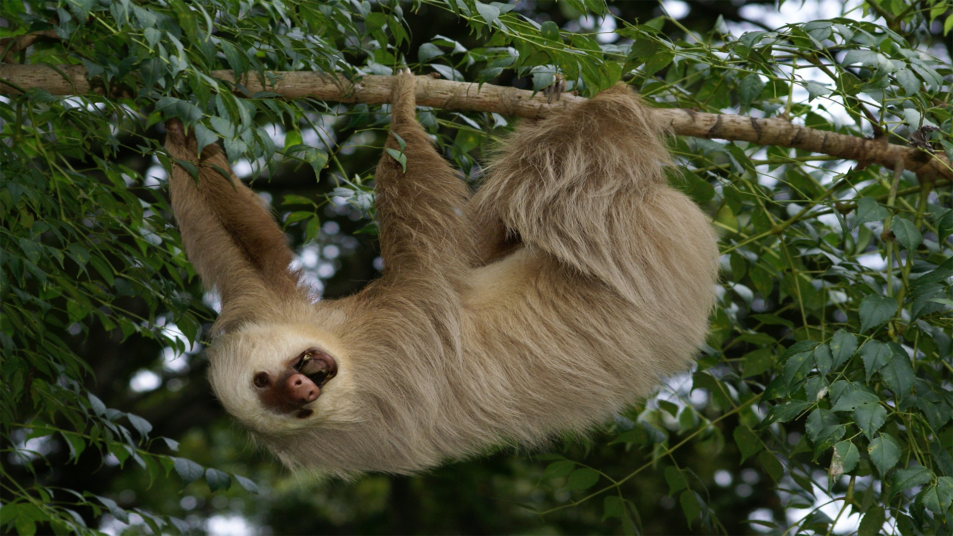一种南美本土哺乳动物霍氏树懒，身上的毛发可以长到15厘米