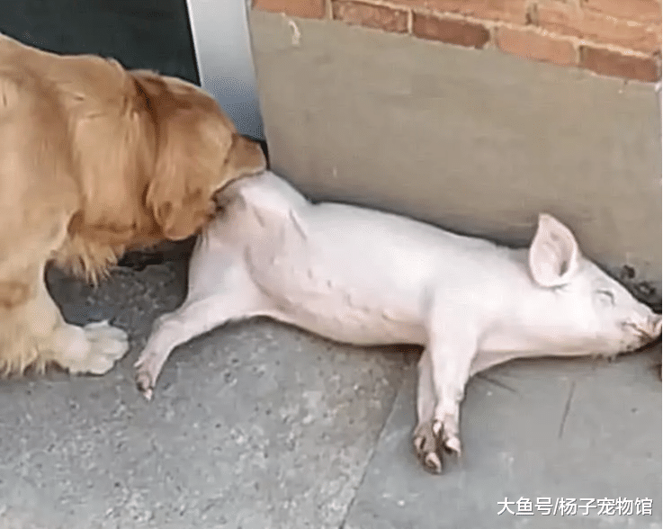 家里小猪一直嚎叫，主人以为有小偷，跑出去后，画面让他崩溃