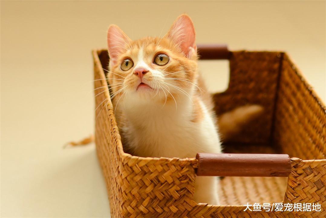 未通电的洗衣机内发出怪声！主人一看笑了，罪魁祸首竟是只橘猫