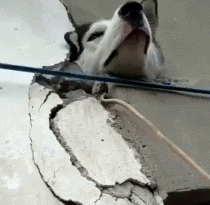 原来，二哈是一种很容易被卡住的生物