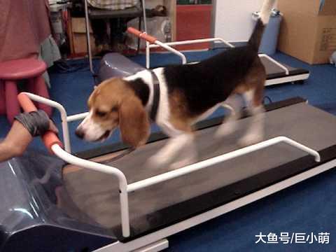 下雨天没法遛狗？室内玩耍也同样有趣，有没有你用过的方法？