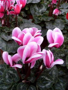 仙客来如何养护能让花经常开。这里知道来看看吧