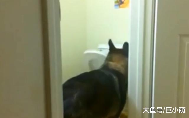 主人让狗狗拿啤酒，德牧从拿出来后，叼起碗居然也想来一口