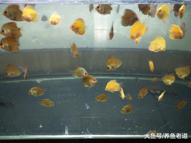 观赏鱼体质强健、状态良好可以压倒水质问题, 但这只是暂时的!