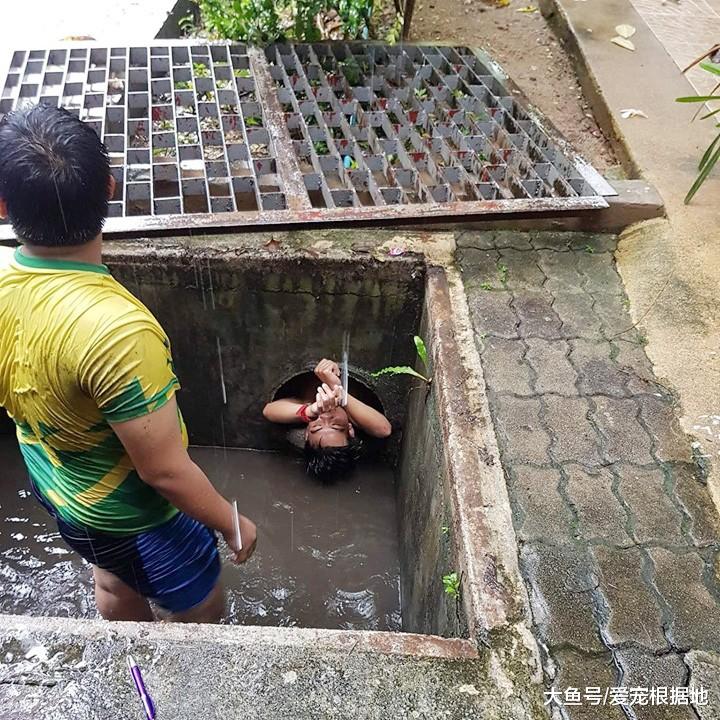 小奶猫雨天被困下水道，越钻越深，小伙不嫌脏爬进管道将其救出
