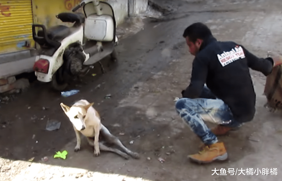 流浪狗被车撞成重伤，路人对它避而远之，三位小伙的做法让人佩服