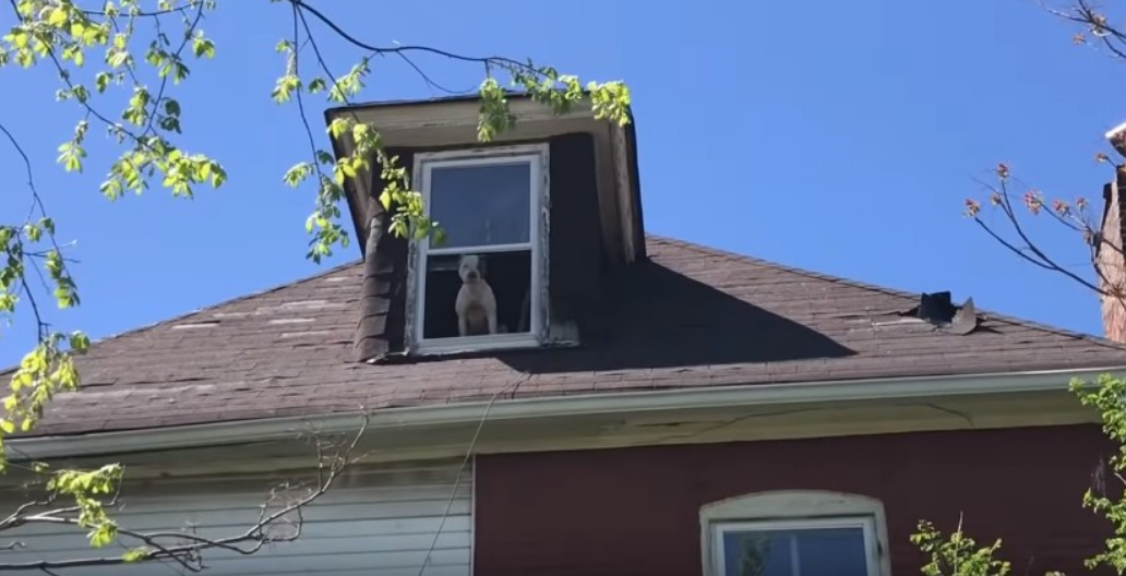 狗狗被困在废弃房屋内，2周后才被解救出来，房主：这锅我不背