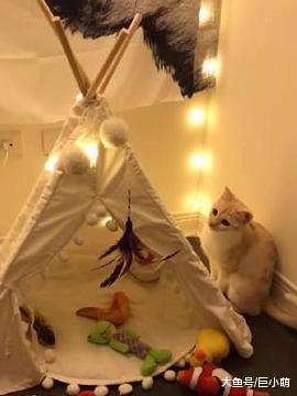 阳台出现超可爱自来猫，身上没有身份标识，这大概是上天的礼物吧