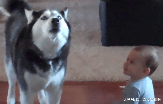 二哈不拆家却很话痨，还教宝宝“说话”，感觉要被带偏了