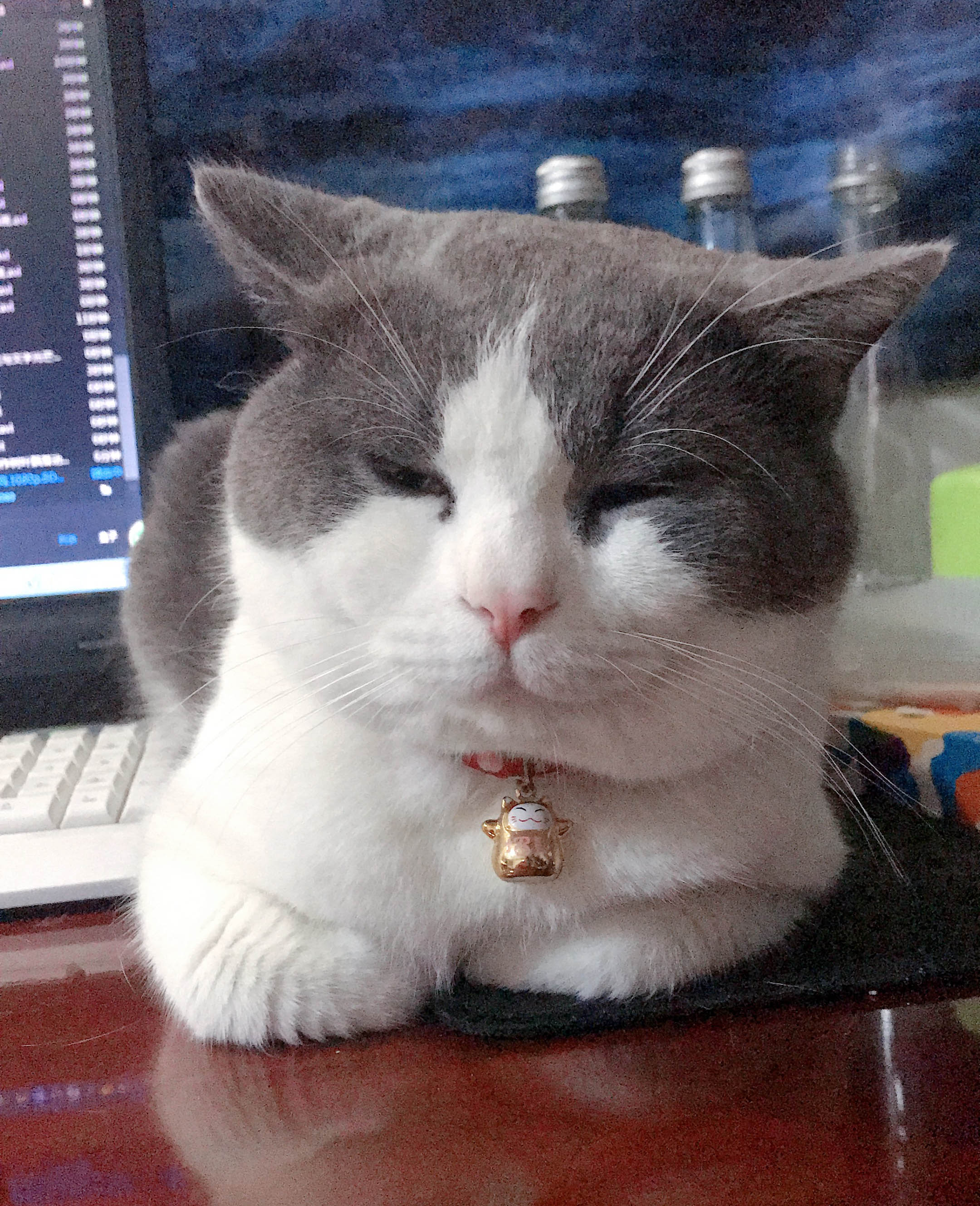 猫咪能听懂它自己的名字吗？真相竟然是这样……不淡定了！