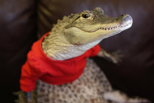 外国女子把鳄鱼当宠物养, 每天帮它穿着打扮, 宛若一个小公主!