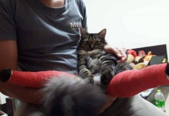 猫咪腿受伤了, 主人给它打上石膏腿, 小模样太逗了
