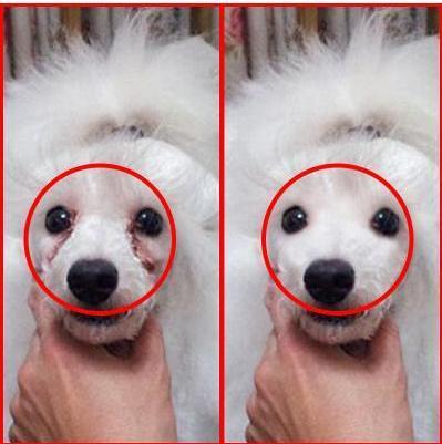 狗狗有泪痕很丑? 方法用对了, 泪痕马上消失, 恢复无痕脸庞