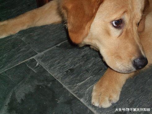 金毛犬做错事, 会有这5个表现, 主人都不相信是它干的!