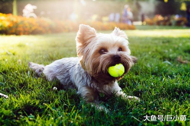 几万年前狗狗追寻人类，究竟为了什么？人又从狗身上获得了什么？