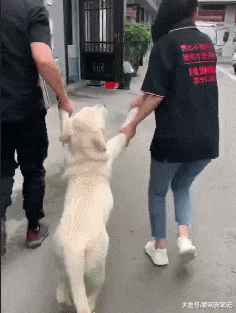 拉布拉多贪玩不愿意回家，主人只能把它拽回去，汪：我不要面子吗