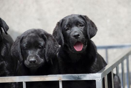 秋季饲养拉布拉多犬必知的常识性知识