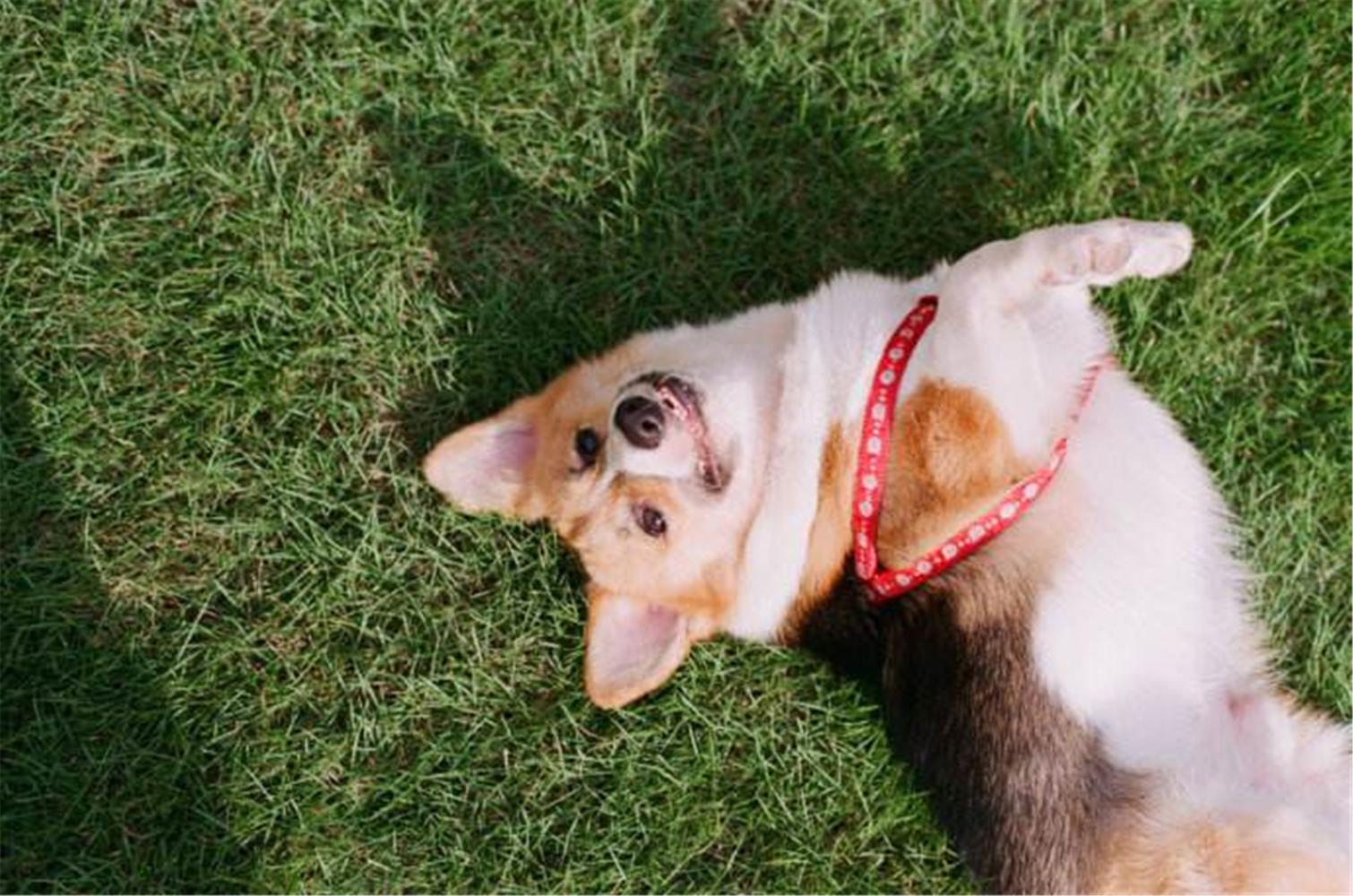 为什么狗在打架的时候有一方露出肚皮，双方就不打了？