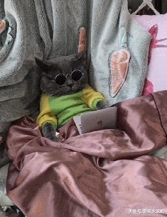 英短蓝猫看到主人的“吊床”，误以为是买给它的，主人都被逗笑了