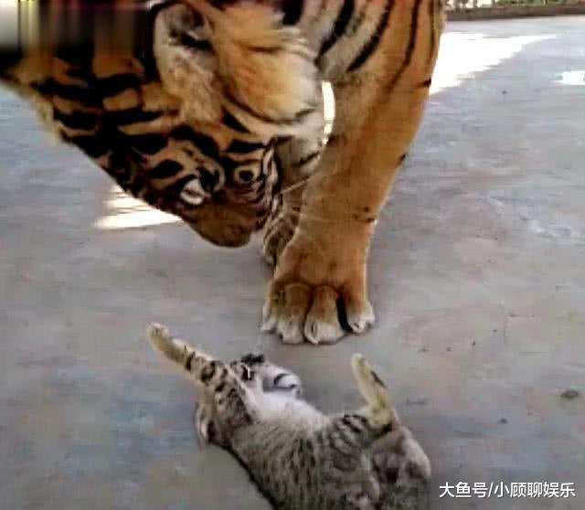 动物园将小奶猫放进虎笼里, 老虎表示: 无从下手, 不好玩!
