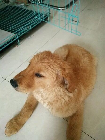 二哈附体，金毛展现“王之蔑视”，宠主：你咋不上天呢？