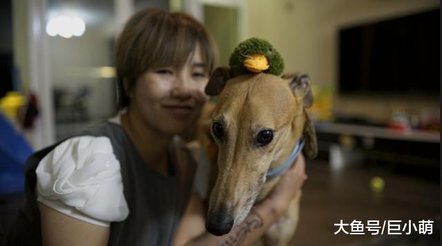平日是光鲜的赛犬，私下却是文静温和的狗狗，带你认识灵缇犬